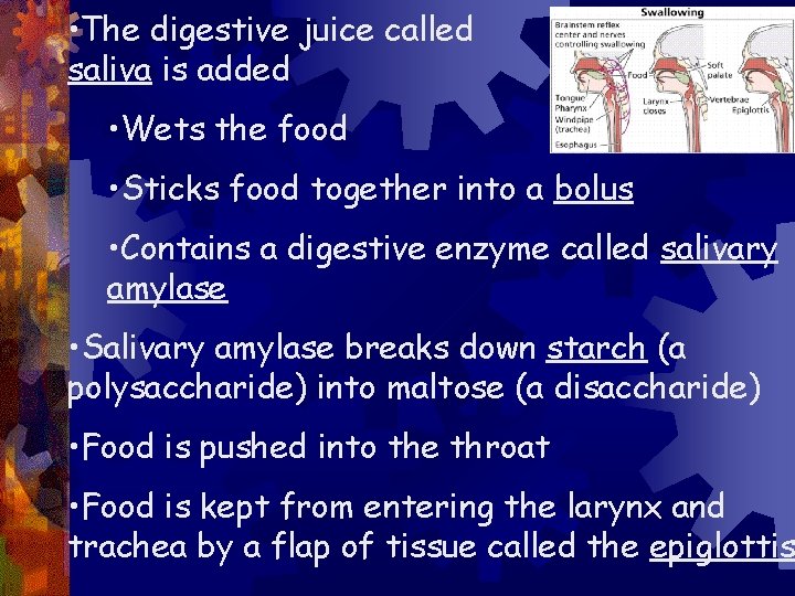  • The digestive juice called saliva is added • Wets the food •