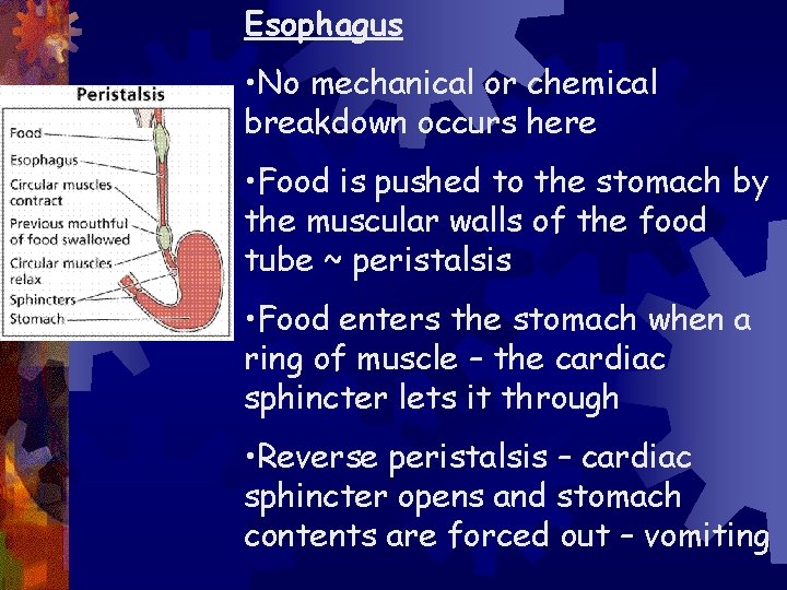 Esophagus • No mechanical or chemical breakdown occurs here • Food is pushed to