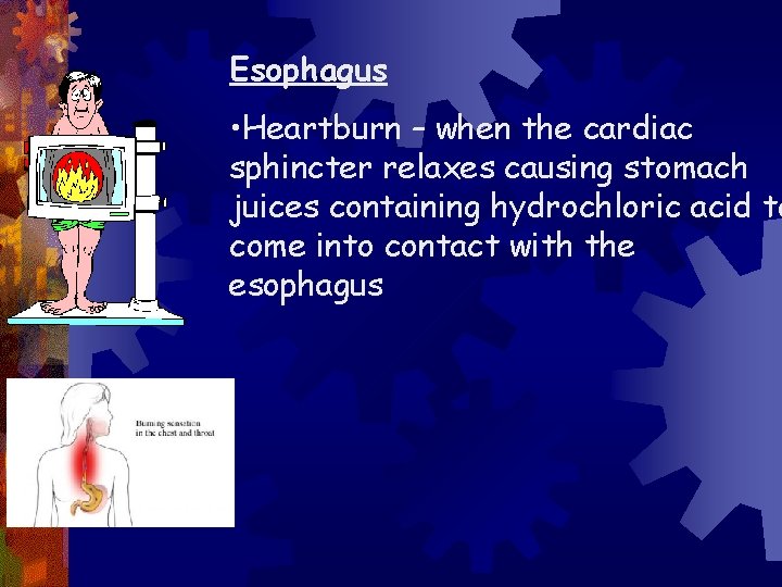 Esophagus • Heartburn – when the cardiac sphincter relaxes causing stomach juices containing hydrochloric