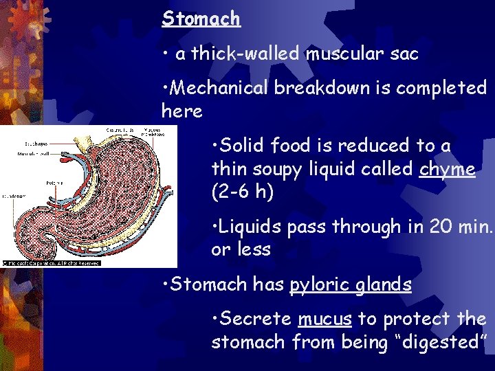 Human Digestive System Digestion is the process by