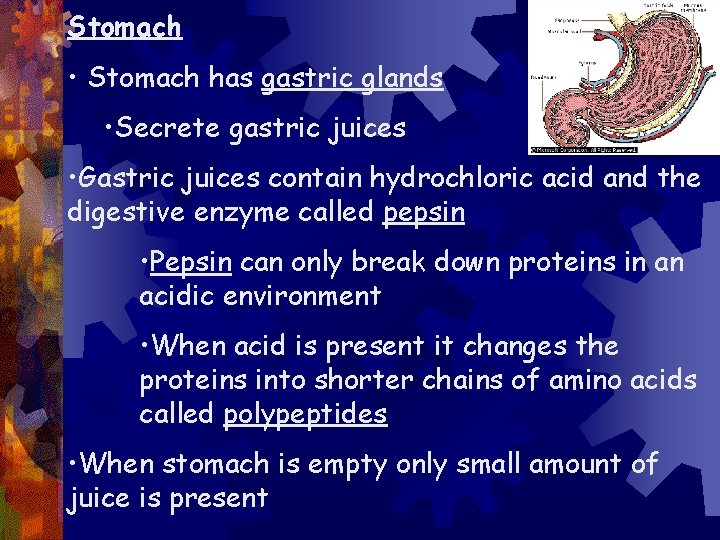 Stomach • Stomach has gastric glands • Secrete gastric juices • Gastric juices contain