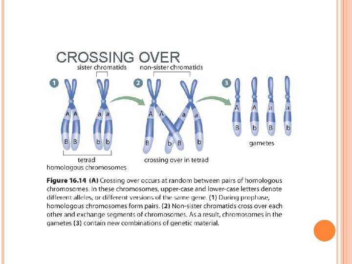 MEIOSIS Students will describe the process of meiosis