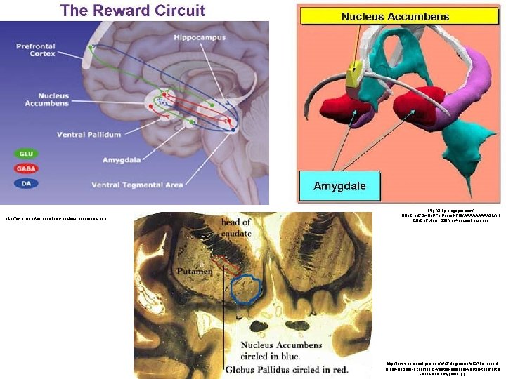 http: //mybrainnotes. com/brain-nucleus-accumbens. jpg http: //2. bp. blogspot. com/0 Hb 2_pd 7 Qw. Q/UPm.