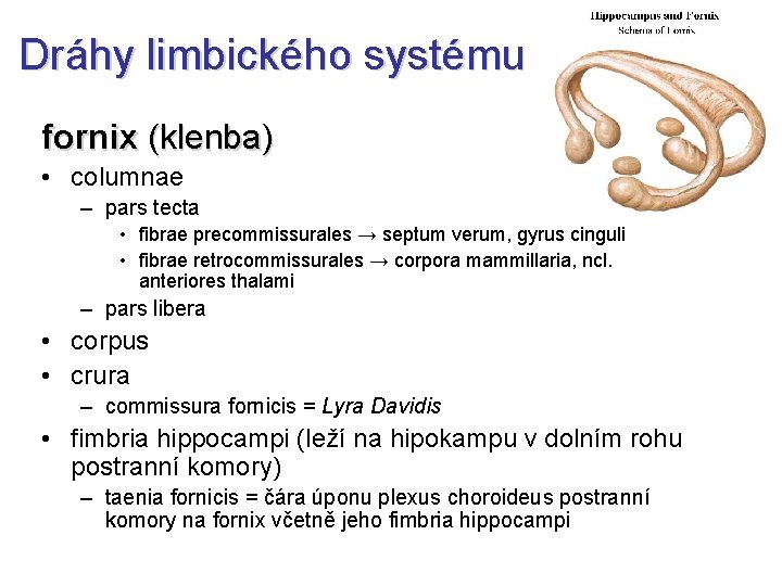 Dráhy limbického systému fornix (klenba) • columnae – pars tecta • fibrae precommissurales →