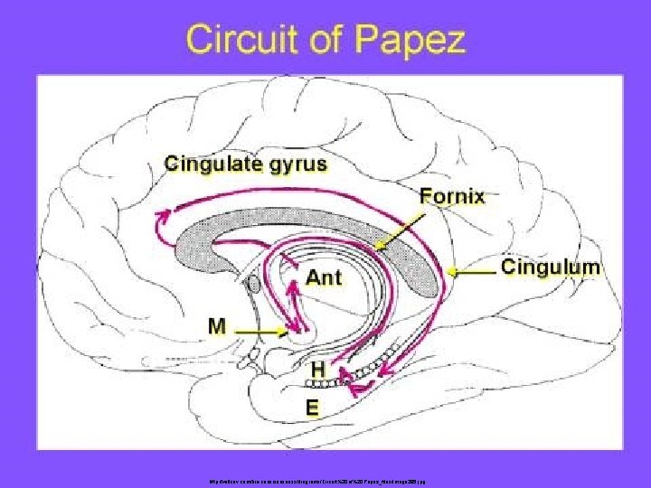 http: //willcov. com/bio-consciousness/diagrams/Circuit%20 of%20 Papez_files/image 295. jpg 