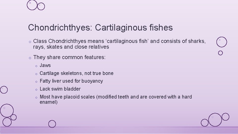 Chondrichthyes: Cartilaginous fishes o Class Chondrichthyes means ‘cartilaginous fish’ and consists of sharks, rays,