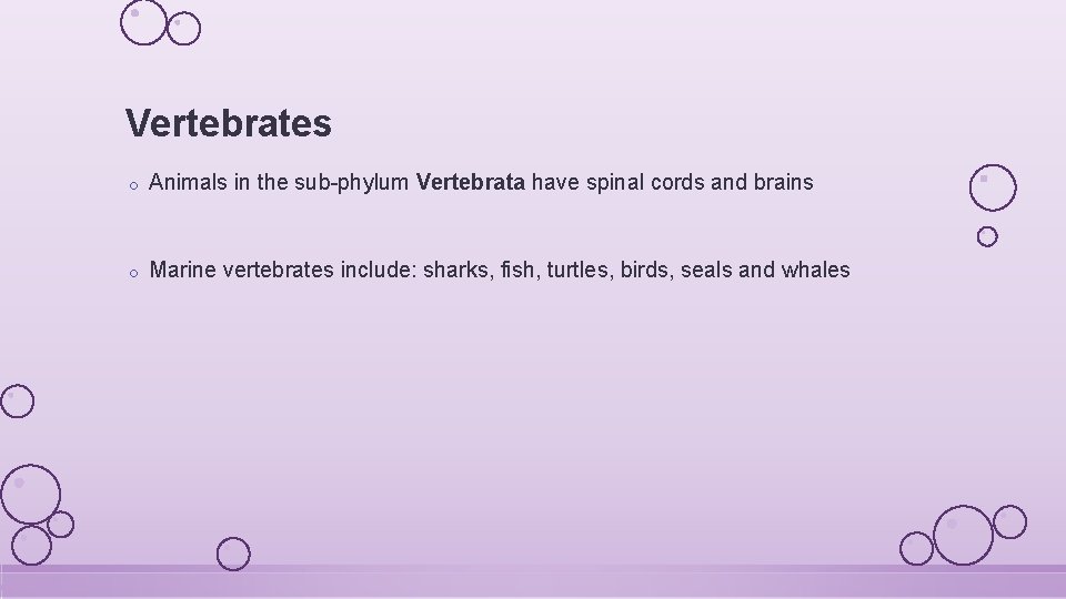 Vertebrates o Animals in the sub-phylum Vertebrata have spinal cords and brains o Marine