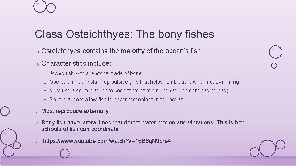 Class Osteichthyes: The bony fishes o Osteichthyes contains the majority of the ocean’s fish