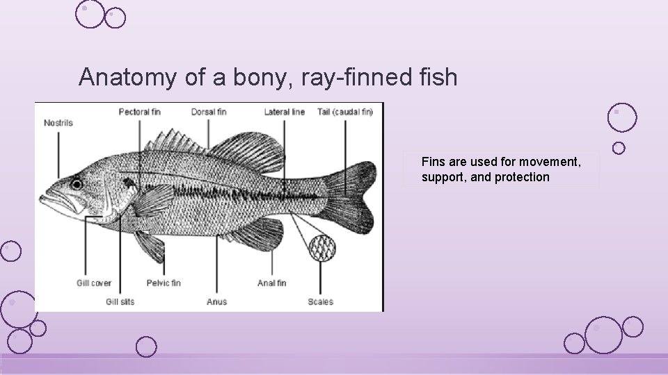 Anatomy of a bony, ray-finned fish Fins are used for movement, support, and protection