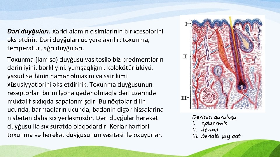 Dəri duyğuları. Xarici aləmin cisimlərinin bir xassələrini əks etdirir. Dəri duyğuları üç yerə ayrılır: