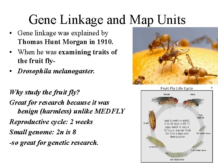 Gene Linkage and Map Units • Gene linkage was explained by Thomas Hunt Morgan