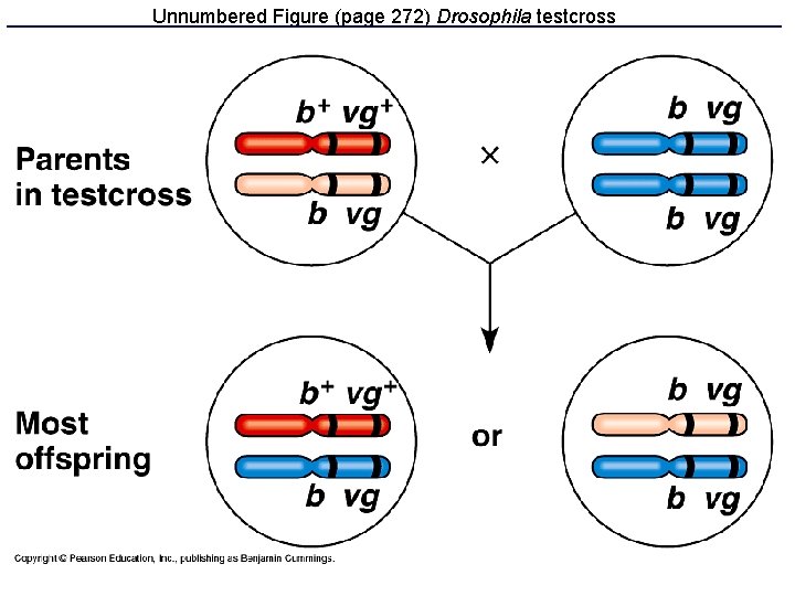Unnumbered Figure (page 272) Drosophila testcross 