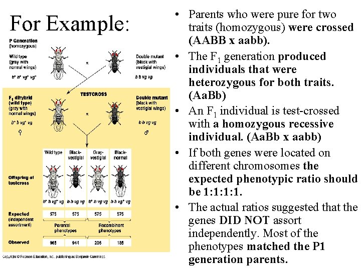 For Example: • Parents who were pure for two traits (homozygous) were crossed (AABB