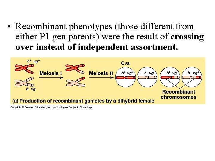  • Recombinant phenotypes (those different from either P 1 gen parents) were the