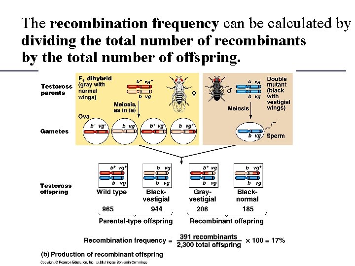 The recombination frequency can be calculated by dividing the total number of recombinants by