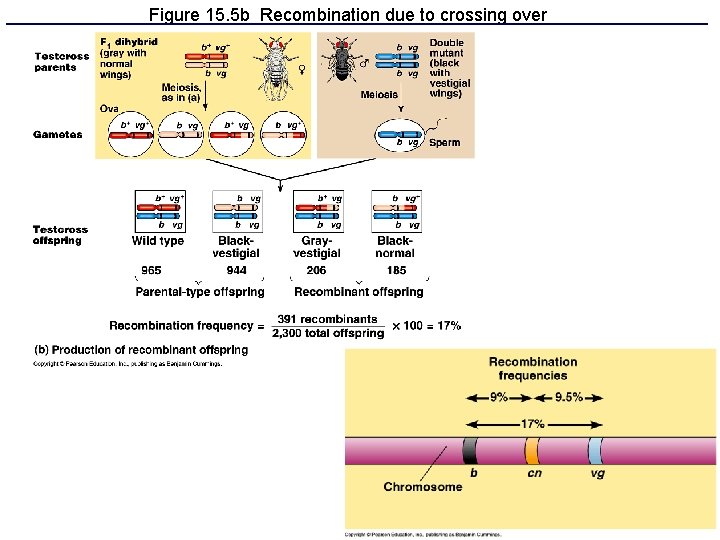 Figure 15. 5 b Recombination due to crossing over 