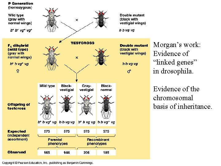 Morgan’s work: Evidence of “linked genes” in drosophila. Evidence of the chromosomal basis of