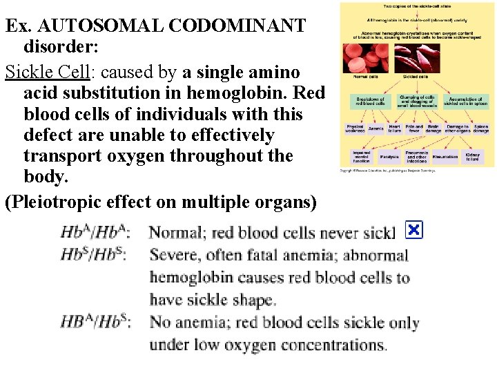 Ex. AUTOSOMAL CODOMINANT disorder: Sickle Cell: caused by a single amino acid substitution in