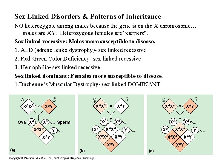 Sex Linked Disorders & Patterns of Inheritance NO heterozygote among males because the gene