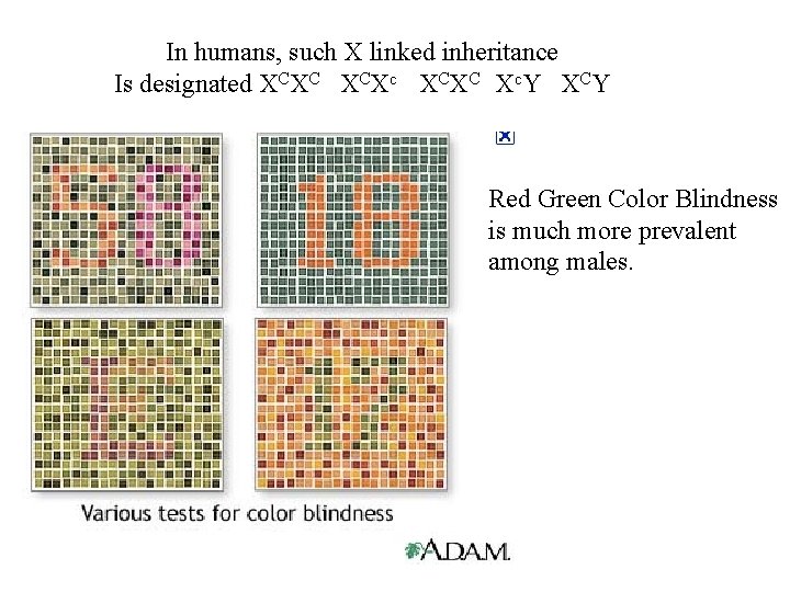 In humans, such X linked inheritance Is designated XCXC XCXc XCXC Xc. Y XCY