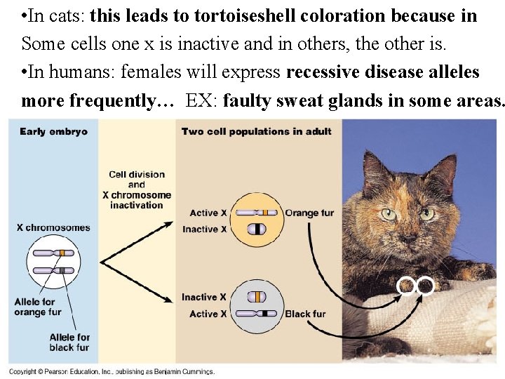  • In cats: this leads to tortoiseshell coloration because in Some cells one