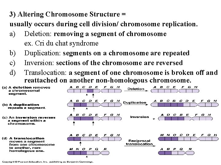 3) Altering Chromosome Structure = usually occurs during cell division/ chromosome replication. a) Deletion: