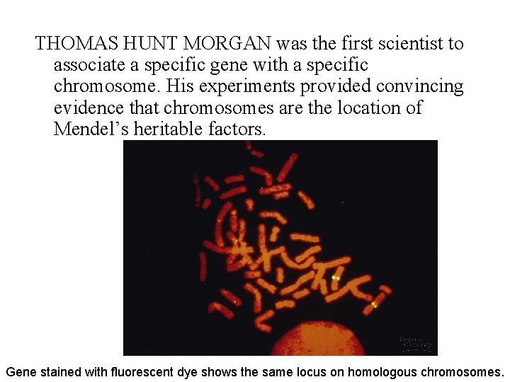 THOMAS HUNT MORGAN was the first scientist to associate a specific gene with a