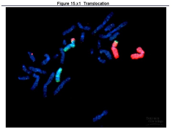 Figure 15. x 1 Translocation 