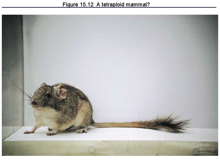 Figure 15. 12 A tetraploid mammal? 