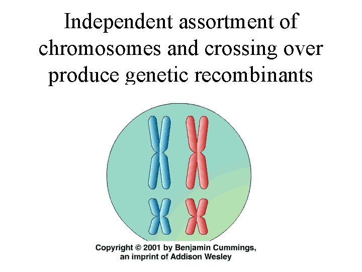 Independent assortment of chromosomes and crossing over produce genetic recombinants 