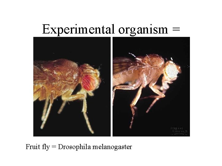 Experimental organism = Fruit fly = Drosophila melanogaster 