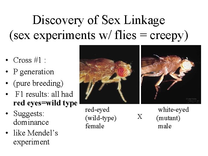 Discovery of Sex Linkage (sex experiments w/ flies = creepy) • • Cross #1