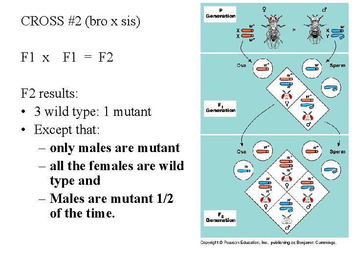 CROSS #2 (bro x sis) F 1 x F 1 = F 2 results: