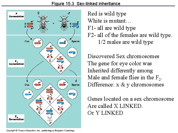 Figure 15. 3 Sex-linked inheritance Red is wild type White is mutant… F 1
