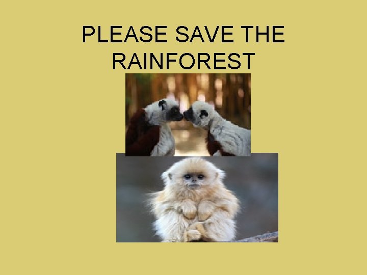 PLEASE SAVE THE RAINFOREST 