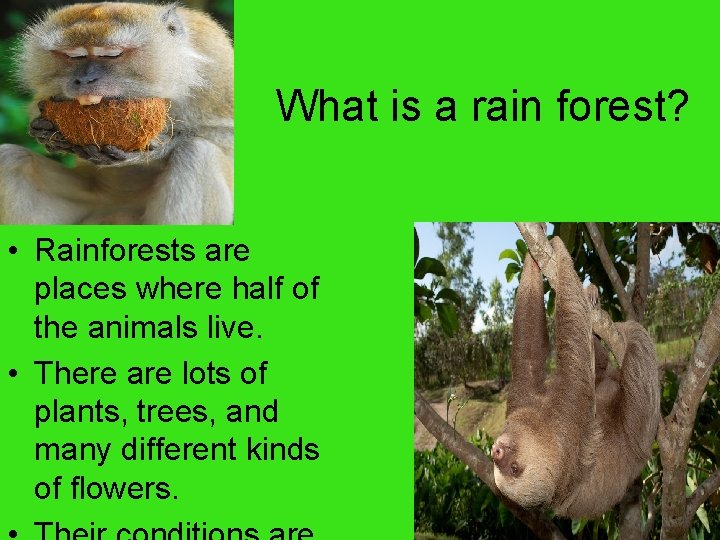 What is a rain forest? • Rainforests are places where half of the animals