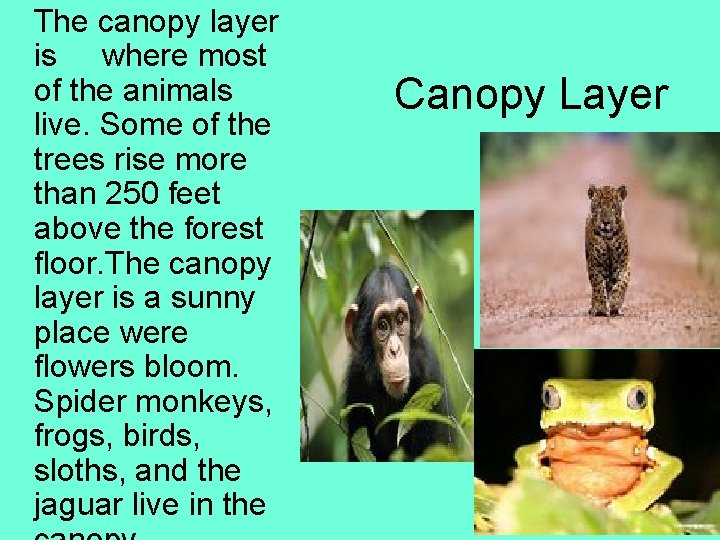 The canopy layer is where most of the animals live. Some of the trees
