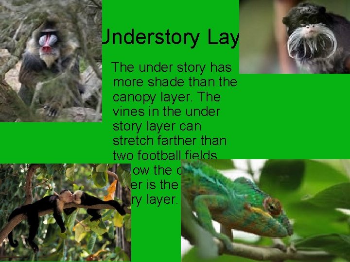 Understory Layer The under story has more shade than the canopy layer. The vines