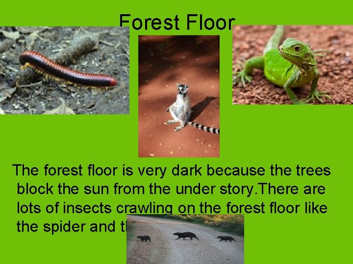 Forest Floor The forest floor is very dark because the trees block the sun