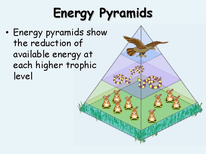 Energy Pyramids • Energy pyramids show the reduction of available energy at each higher