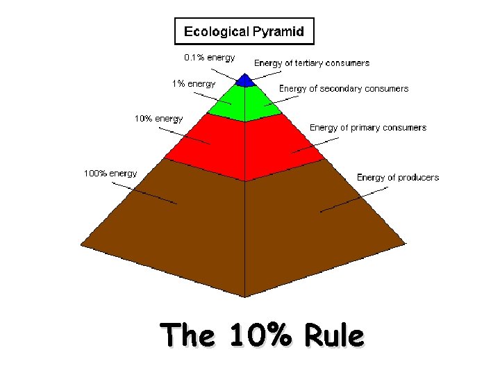 Energy in Ecosystems Food Chains Food s and