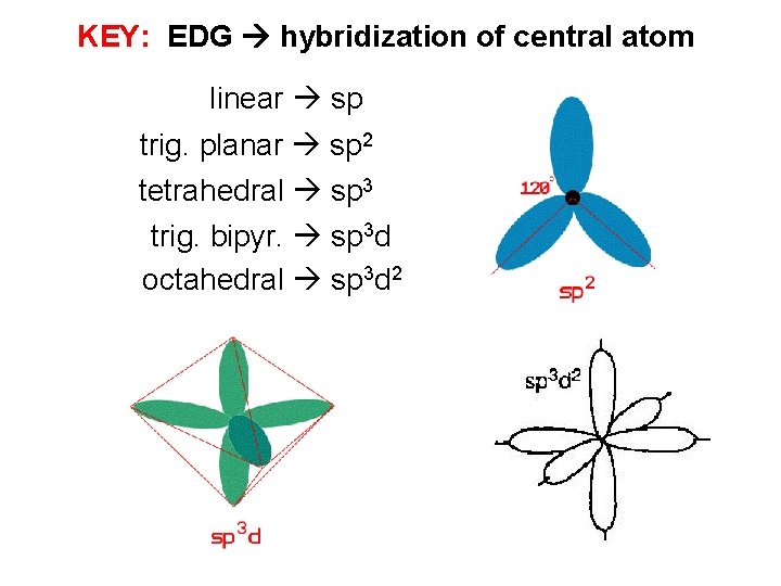 KEY: EDG hybridization of central atom linear sp trig. planar sp 2 tetrahedral sp