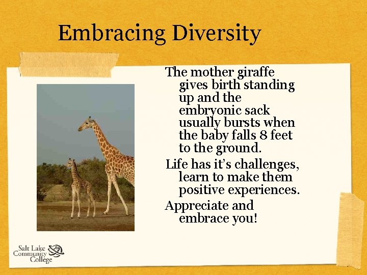Embracing Diversity The mother giraffe gives birth standing up and the embryonic sack usually