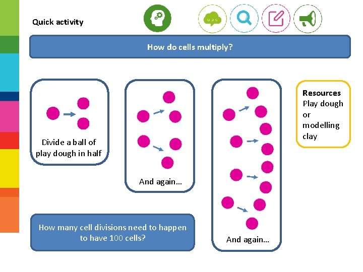 Quick activity How do cells multiply? Resources Play dough or modelling clay Divide a