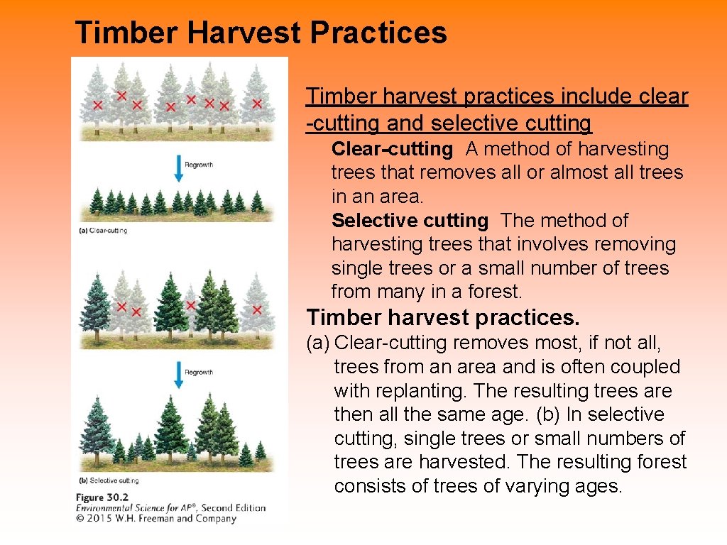 Timber Harvest Practices Timber harvest practices include clear -cutting and selective cutting Clear-cutting A