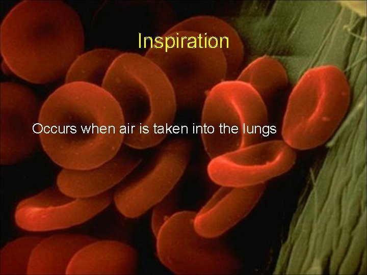 Inspiration Occurs when air is taken into the lungs 