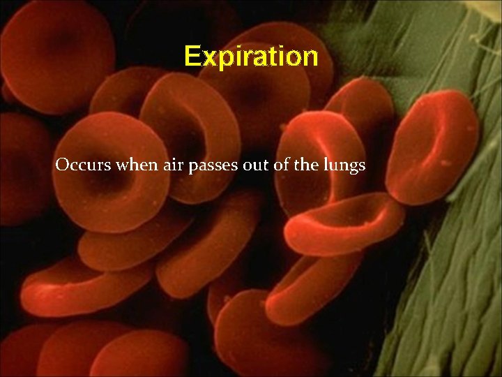 Expiration Occurs when air passes out of the lungs 