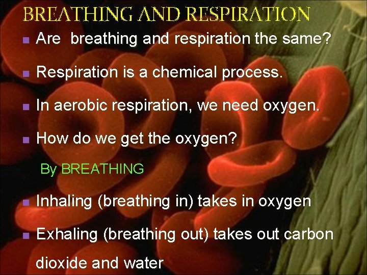 BREATHING AND RESPIRATION n Are breathing and respiration the same? n Respiration is a