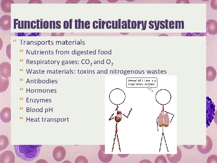Functions of the circulatory system Transports materials Nutrients from digested food Respiratory gases: CO