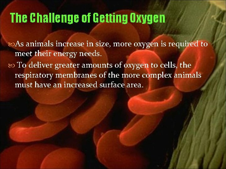 The Challenge of Getting Oxygen As animals increase in size, more oxygen is required